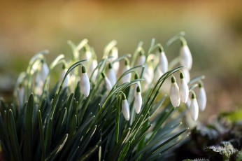 Картинка цветы подснежники +белоцветники +пролески белый