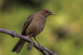Картинка животные птицы дрозд грея ветка