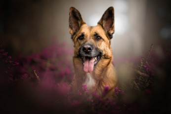 Картинка животные собаки пес