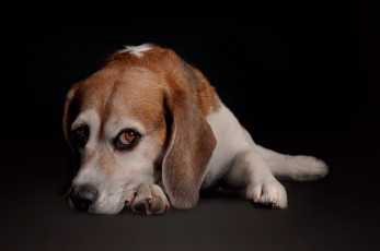 Картинка животные собаки пес