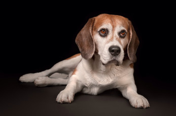 Картинка животные собаки пес