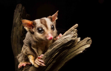 Картинка животные -+другое фон сахарная сумчатая летяга