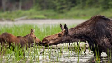 обоя животные, лоси, озеро, природа