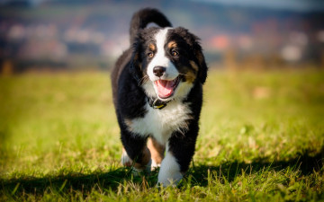Картинка бернский+зенненхунд животные собаки bernese mountain dog собака пастуха бернская овчарка green grass black white small puppy бернский зенненхунд