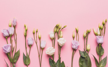 Картинка цветы эустома roses fresh flowers spring tender pink бутоны розовые