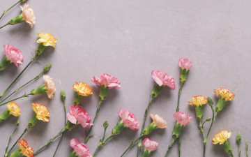 Картинка цветы гвоздики pink flowers cute гвоздика tender розовые бутоны