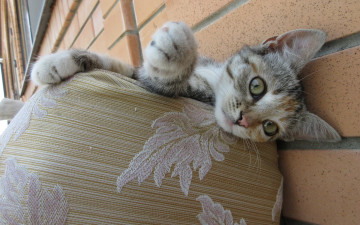 Картинка животные коты кошка