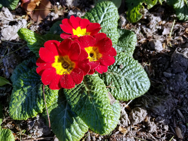 Обои картинки фото цветы, примулы, первоцвет