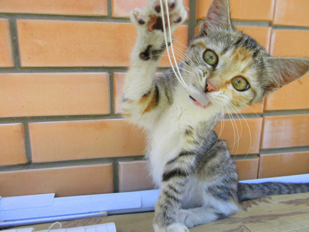 Обои картинки фото животные, коты, играет