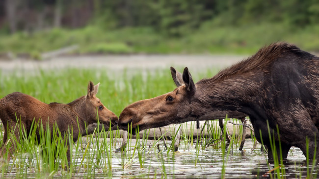 Обои картинки фото животные, лоси, озеро, природа