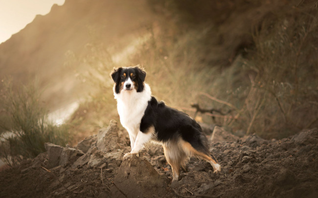 Обои картинки фото животные, собаки, собака, фон, взгляд