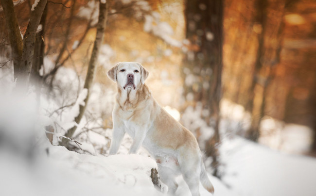 Обои картинки фото животные, собаки, взгляд, собака, фон