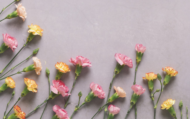 Обои картинки фото цветы, гвоздики, pink, flowers, cute, гвоздика, tender, розовые, бутоны