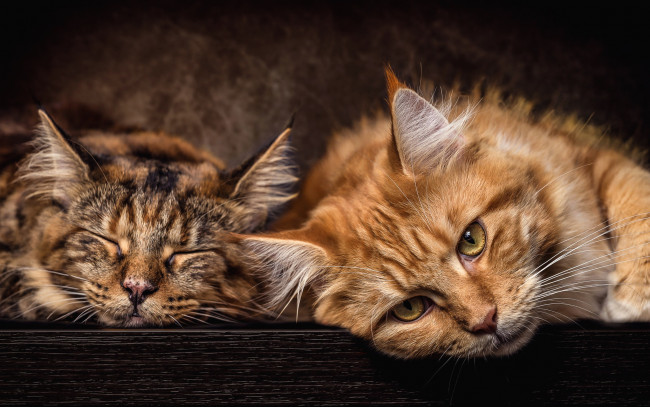 Обои картинки фото животные, коты, кошки, пара