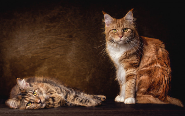 Обои картинки фото животные, коты, кошки, пара