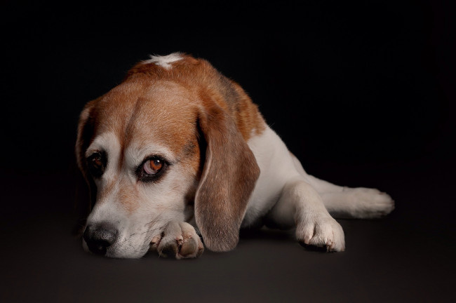 Обои картинки фото животные, собаки, пес