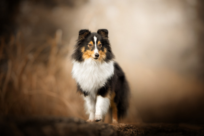 Обои картинки фото животные, собаки, пес