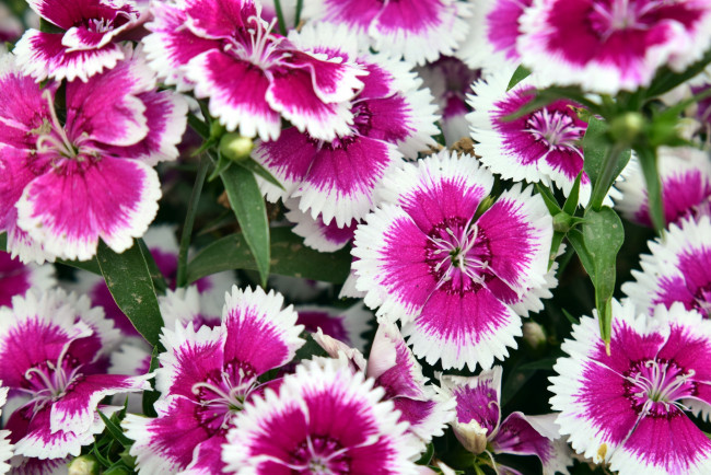 Обои картинки фото цветы, гвоздики, шабо