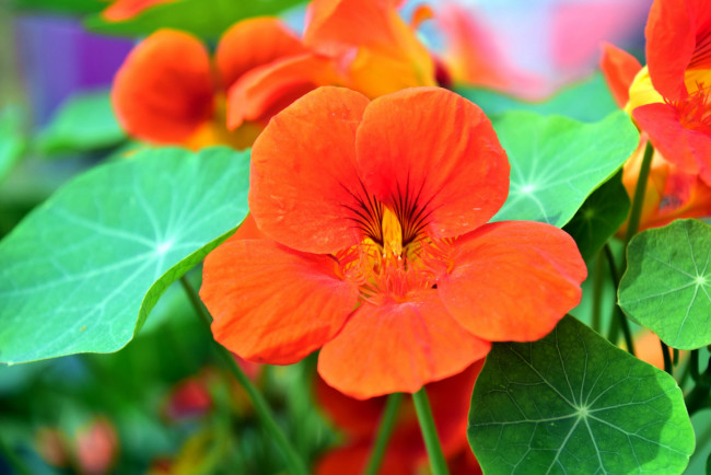 Обои картинки фото цветы, настурции, оранжевый