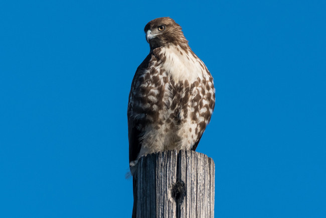 Обои картинки фото животные, птицы - хищники, краснохвостый, сарыч, хищник, птицы