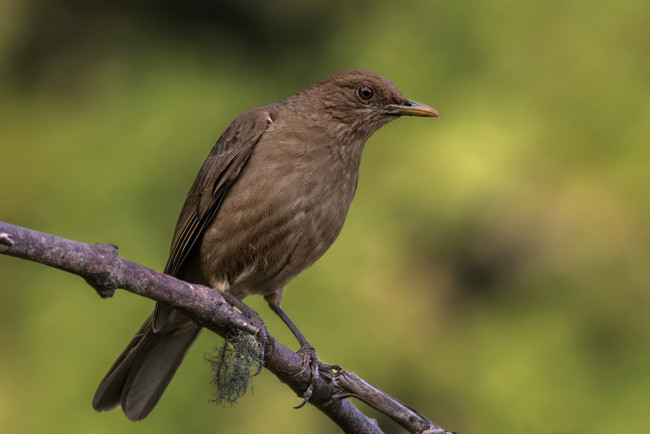 Обои картинки фото животные, птицы, дрозд, грея, ветка