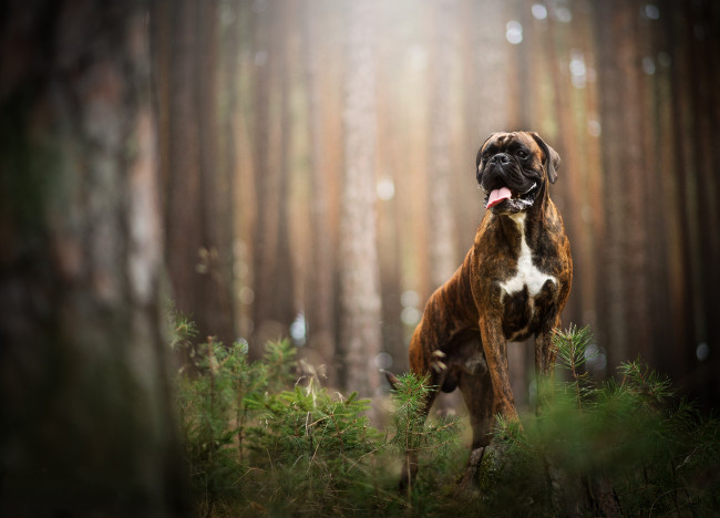 Обои картинки фото животные, собаки, пес