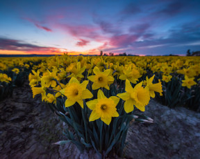 Картинка цветы нарциссы поле