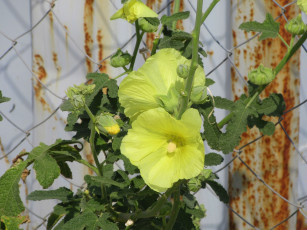 Картинка цветы мальвы мальва