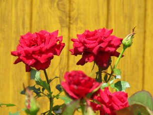 Картинка цветы розы