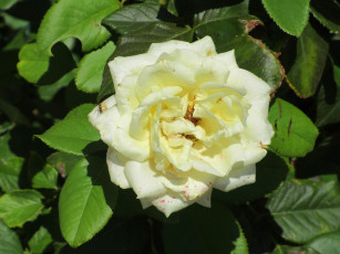 Картинка цветы розы роза