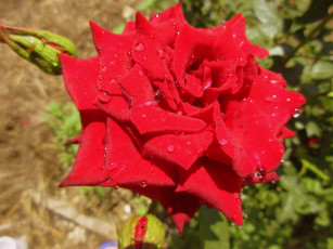 Картинка цветы розы роза