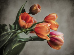 Картинка цветы тюльпаны букет
