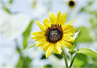 Картинка цветы подсолнухи подсолнух желтый