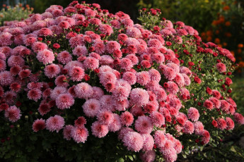 Картинка цветы хризантемы куст