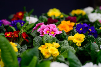 Картинка цветы примулы примула весна макро цветение