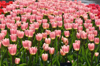 Картинка цветы тюльпаны