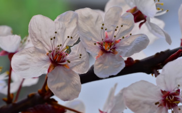 Картинка цветы цветущие+деревья+ +кустарники макро