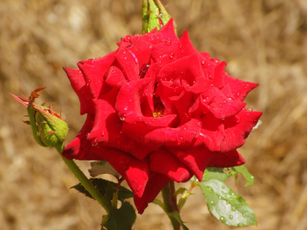 Обои картинки фото цветы, розы, роза