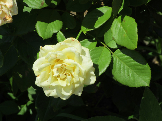 Обои картинки фото цветы, розы, роза