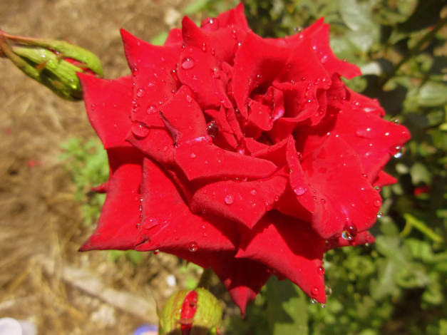 Обои картинки фото цветы, розы, роза