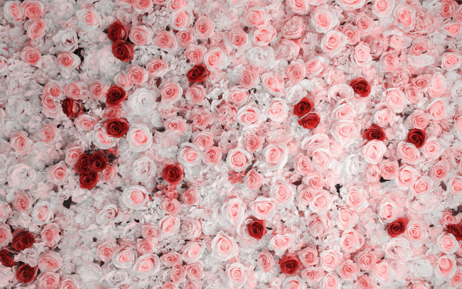 Обои картинки фото цветы, розы