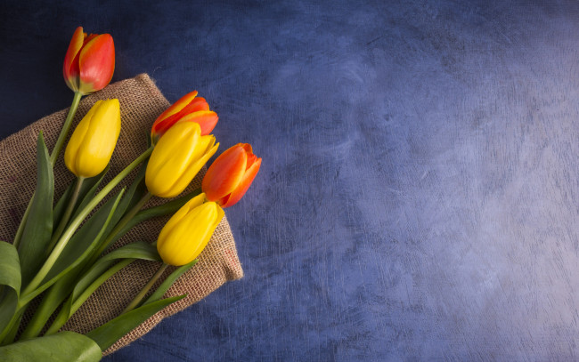 Обои картинки фото цветы, тюльпаны