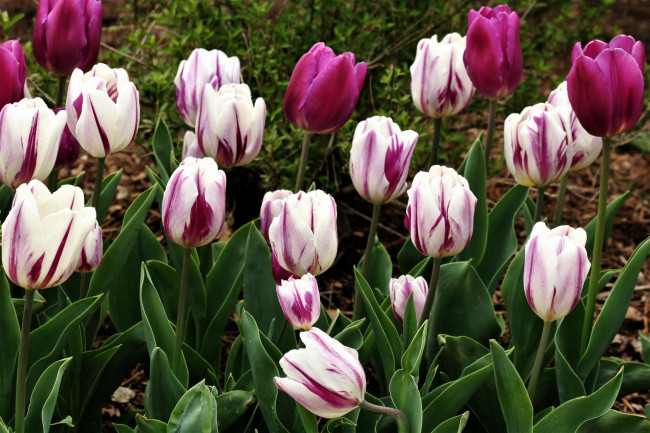 Обои картинки фото цветы, тюльпаны, бутоны