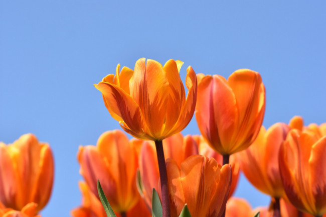 Обои картинки фото цветы, тюльпаны