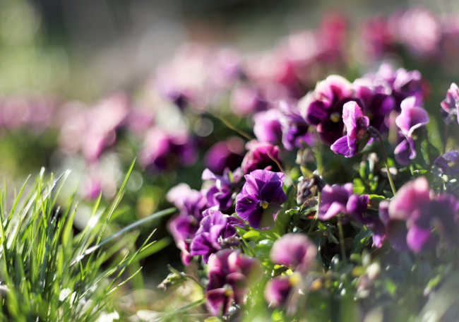 Обои картинки фото цветы, анютины глазки , садовые фиалки, трава, фиолетовые, анютины, глазки