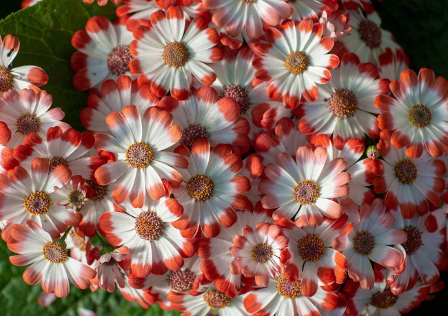 Обои картинки фото цветы, цинерария, макро, лепестки, гибридная