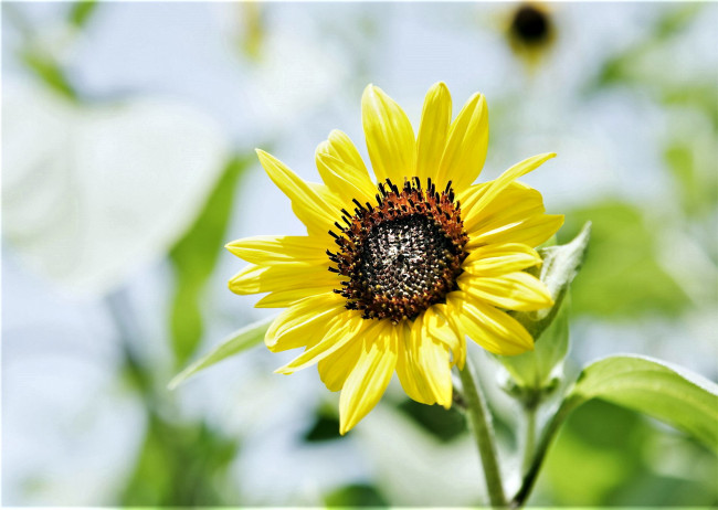 Обои картинки фото цветы, подсолнухи, подсолнух, желтый