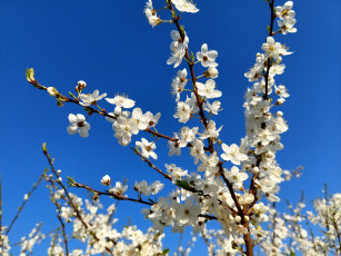 Картинка 11 04 2022 цветы цветущие+деревья+ +кустарники весна