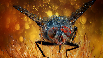 Картинка животные насекомые муха