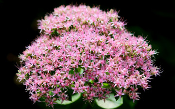 Картинка цветы цветочки розовые